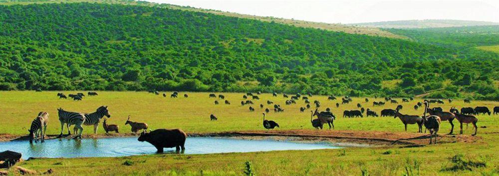 Gorah Elephant Camp Аддо Экстерьер фото
